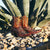 DULCE CALAVERA - WOMEN'S